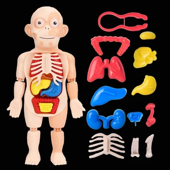 3D Манекен-Пъзел Монтесори, Модел Анатомия на Човека, Детски Уроци Органи, Играчки, Образователни Инструменти За Обучение на Тялото, 23,5 СМ