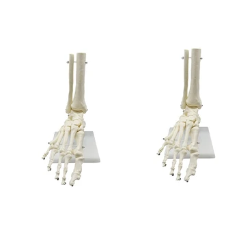2X 1: 1 Анатомическая модел на крака на човешкия скелет, стъпало и глезен с анатомична модел долната част на краката, учебни материали по анатомия на пищяла